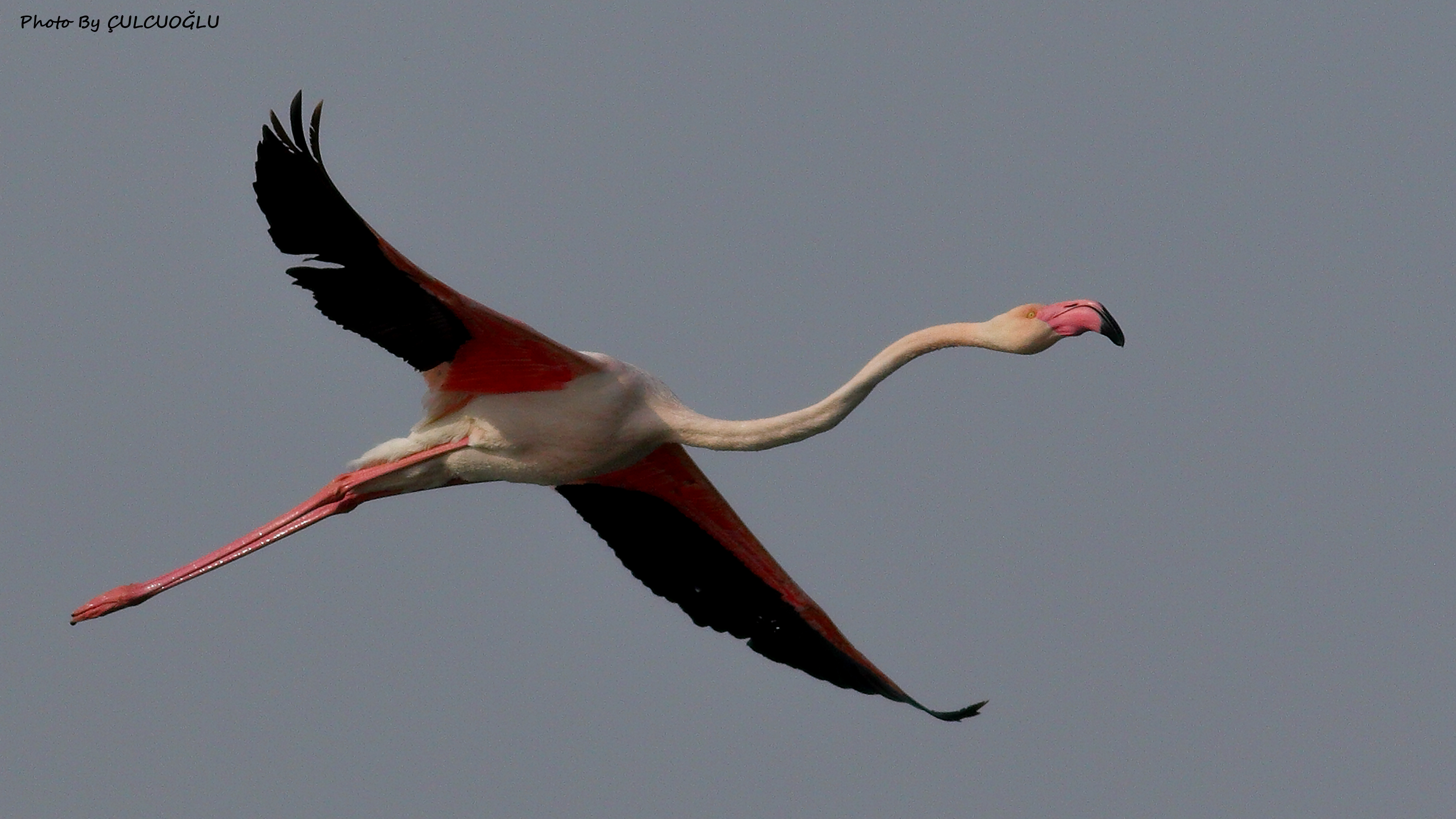 Greater Flamingo